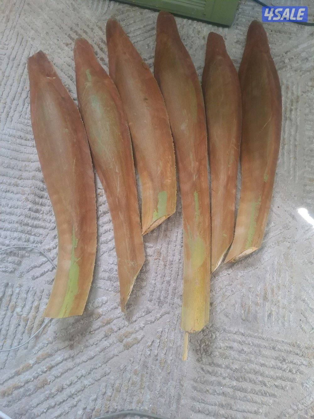 تلقيح وتنظيف وتكريب وزراعة النخيل بأيدي اهوازيين4