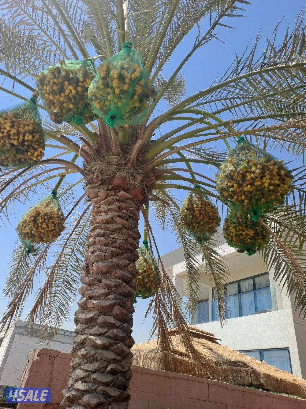 تلقيح وتنظيف وتكريب وزراعة النخيل بأيدي اهوازيين5