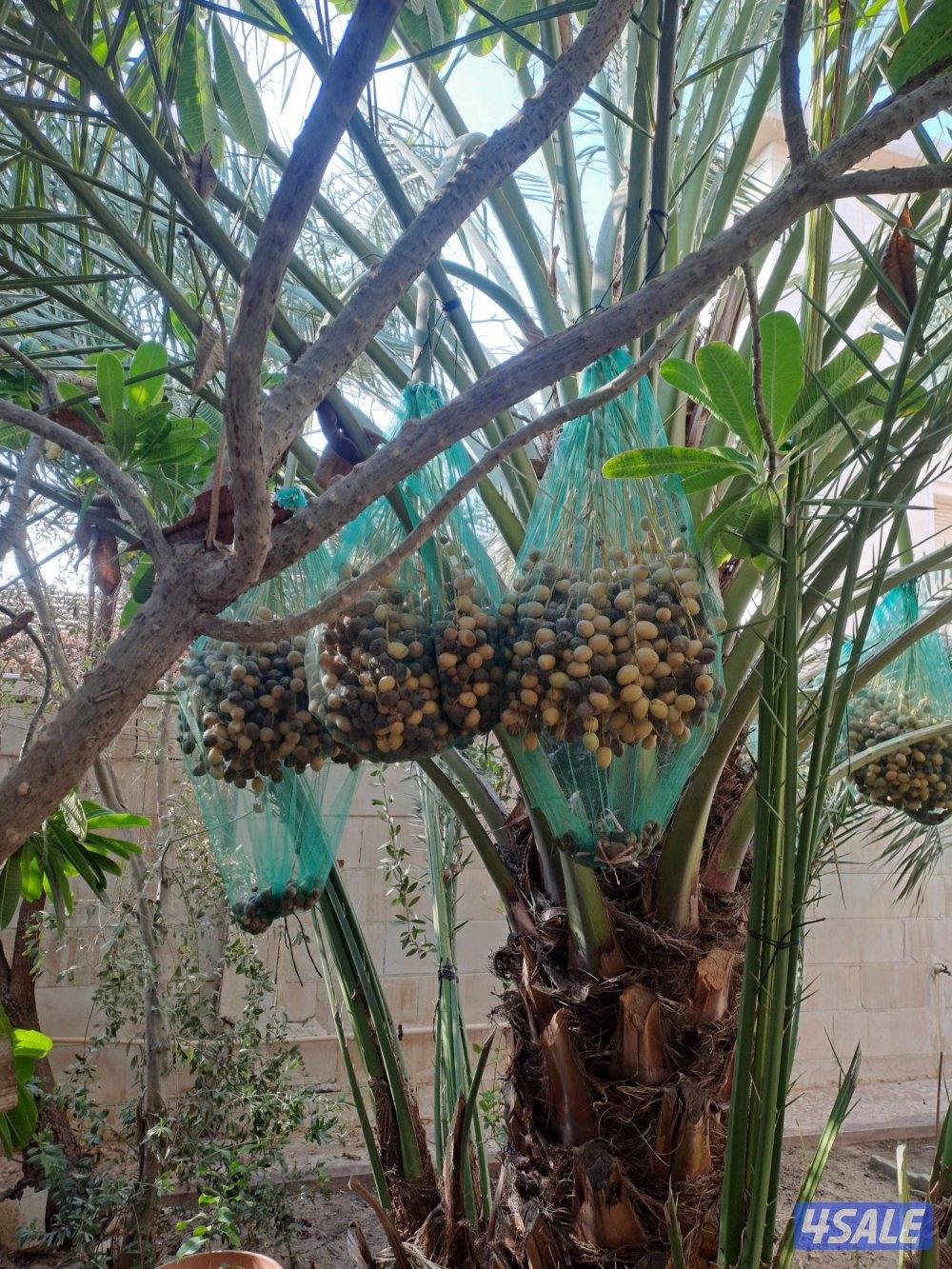 تلقيح وتنظيف وتكريب وزراعة النخيل بأيدي اهوازيين6