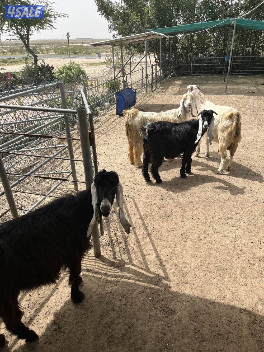 للبيع عوارض العدد ٤0