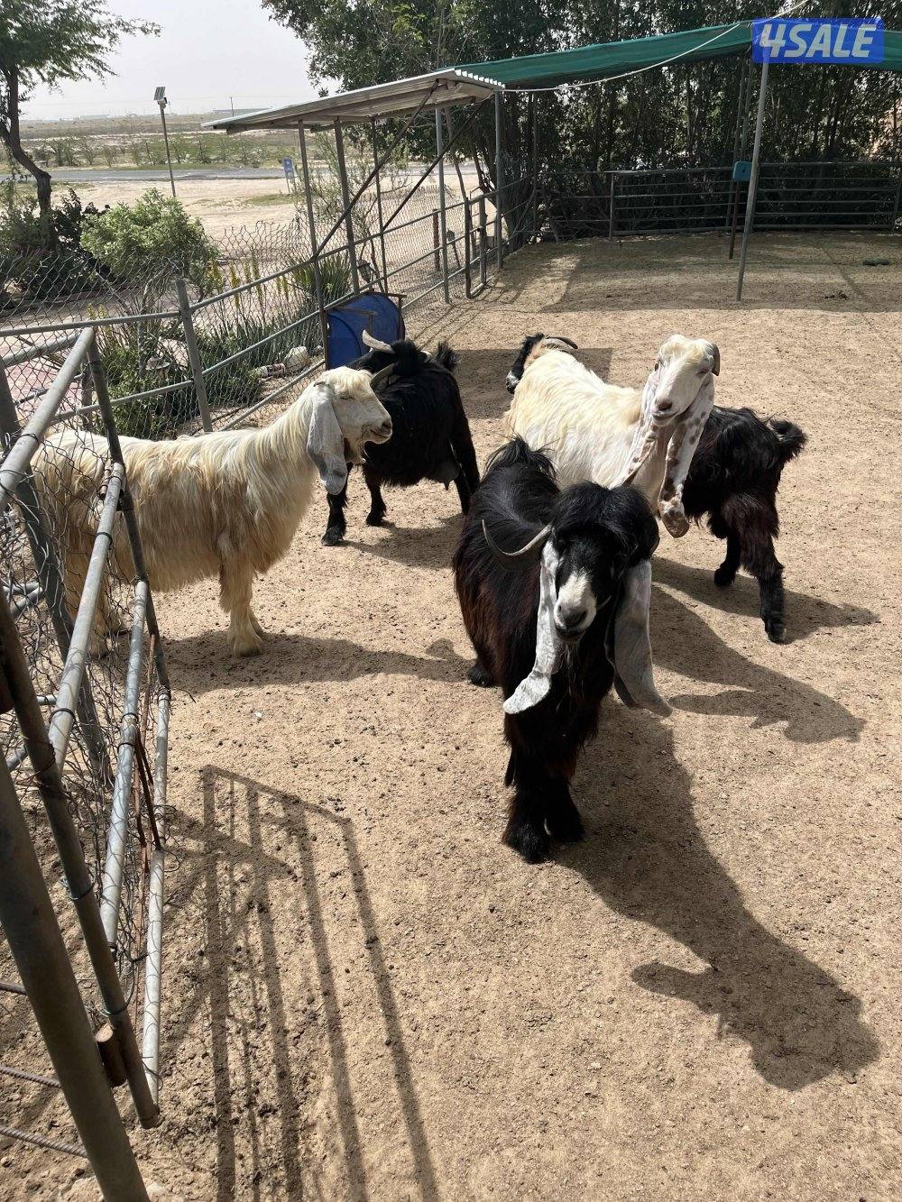 للبيع عوارض العدد ٤1