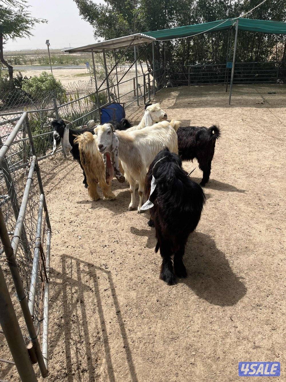 للبيع عوارض العدد ٤2