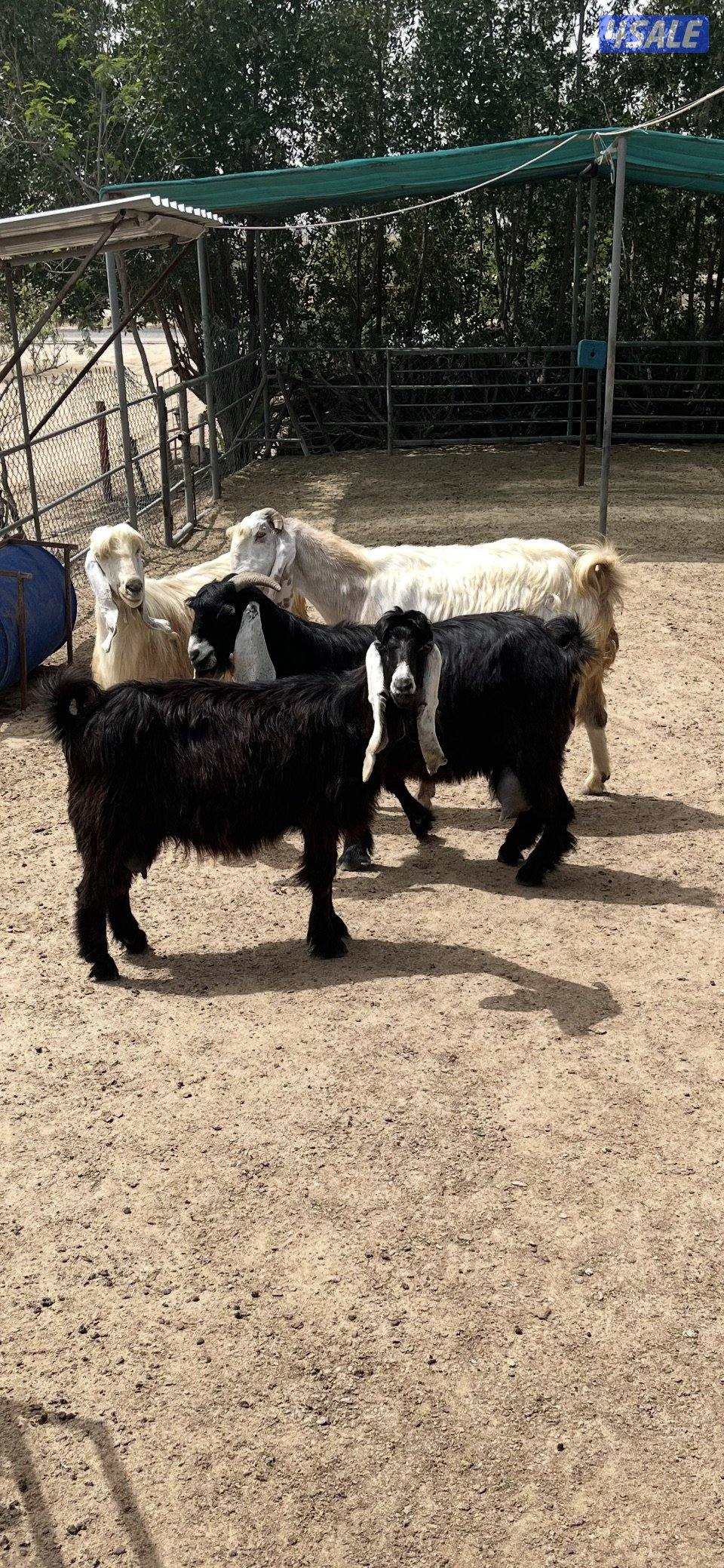 للبيع عوارض العدد ٤3