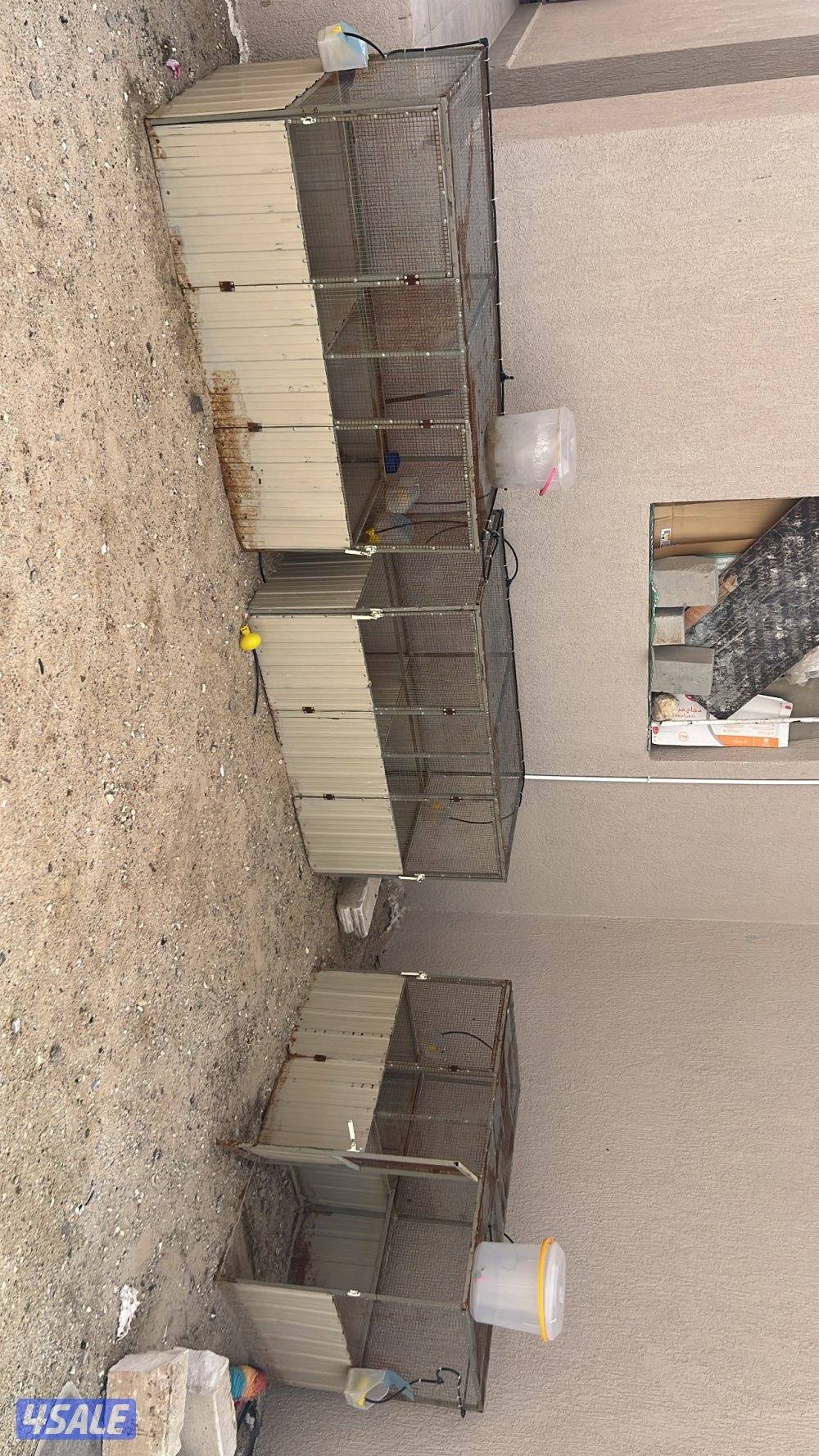 خنات دجاج معه عوماتهم0