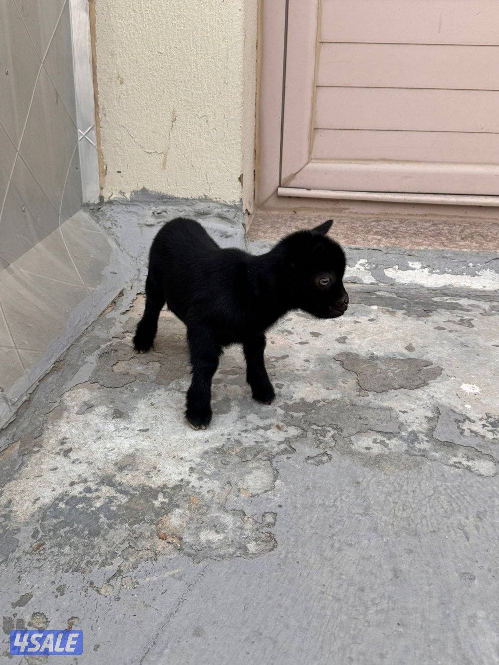 جفره وتيس جيكيه أقزام صحه جيده موجودين بالبيت1