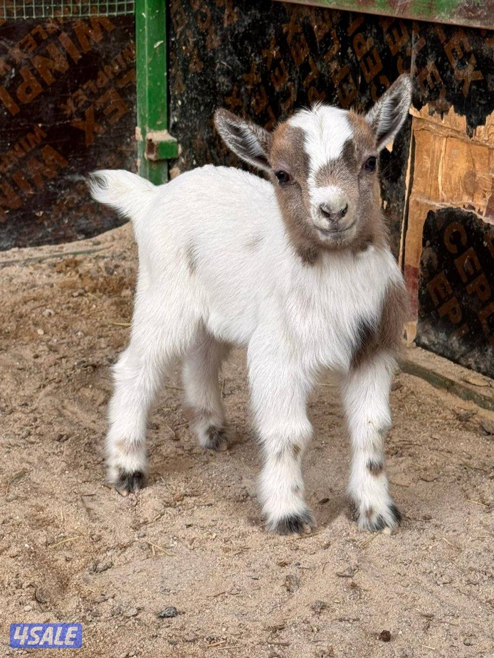 جفره وتيس جيكيه أقزام صحه جيده موجودين بالبيت2