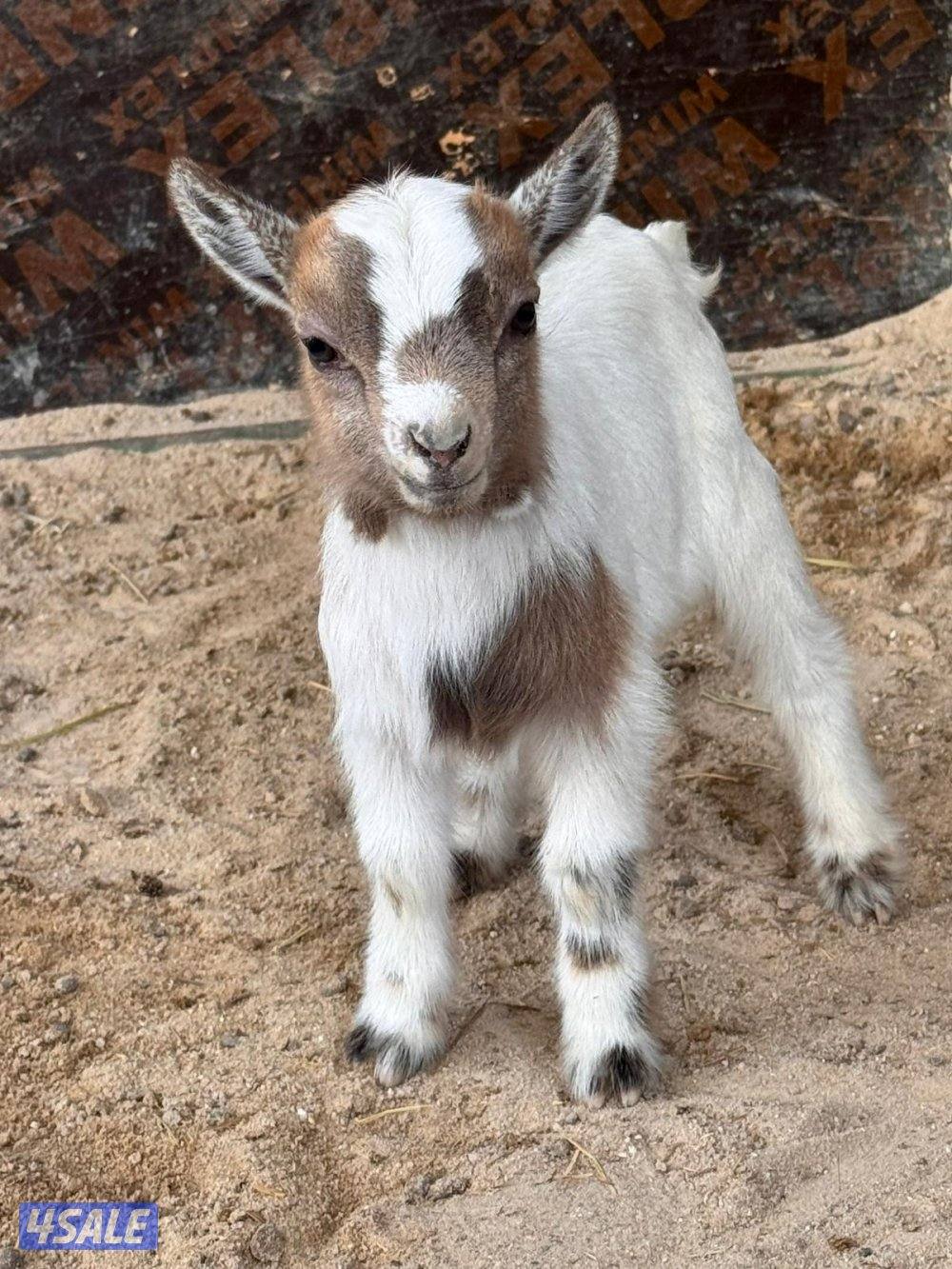 جفره وتيس جيكيه أقزام صحه جيده موجودين بالبيت3