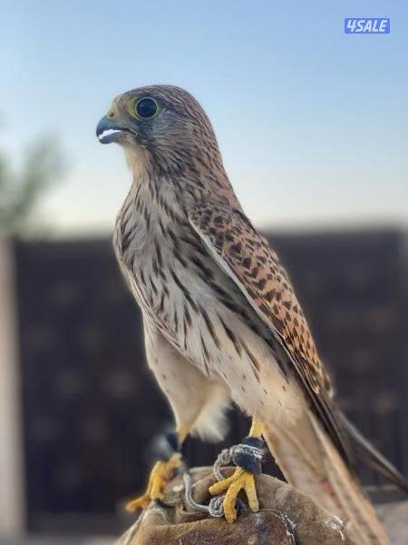 للبيع طير حر صغير0