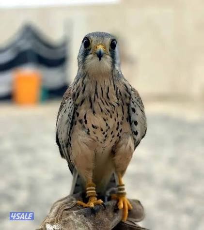 للبيع طير حر صغير1