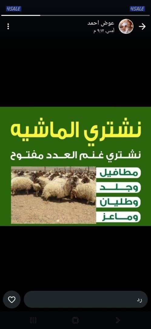 نشتري غنم ومعزه والعدد مفتوح0