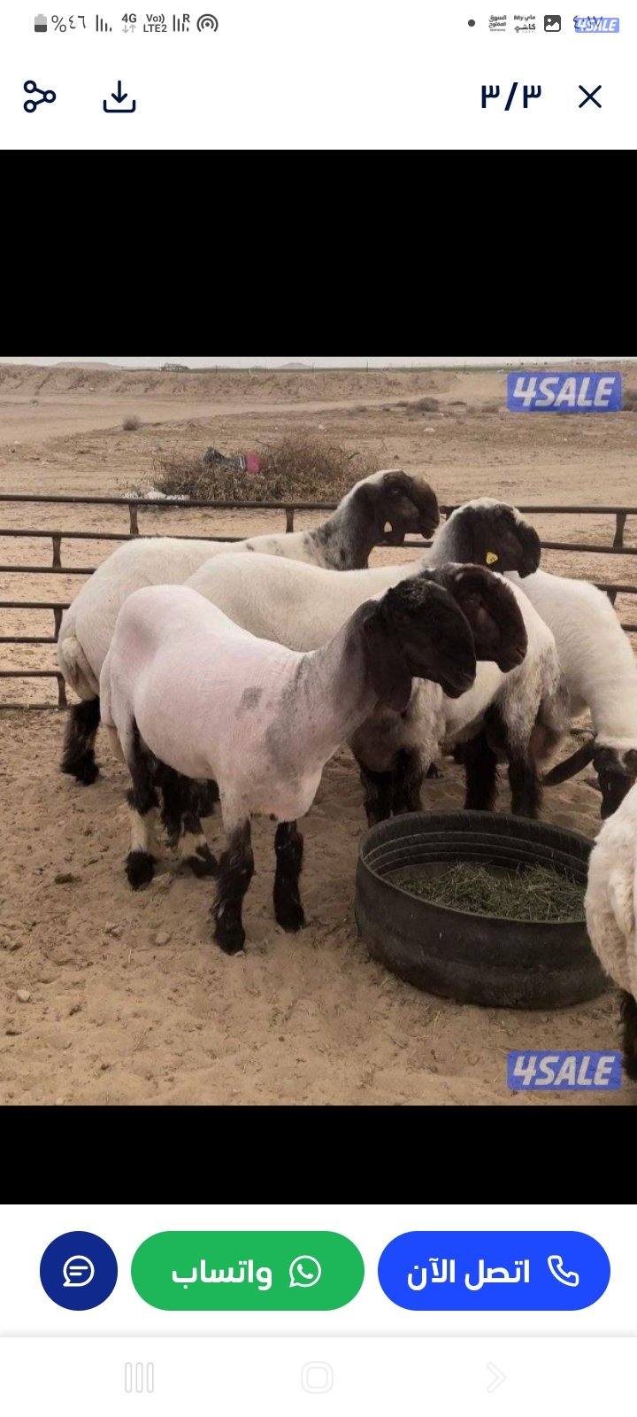 جز الاغنام والماعز جميع مناطق الكويت0