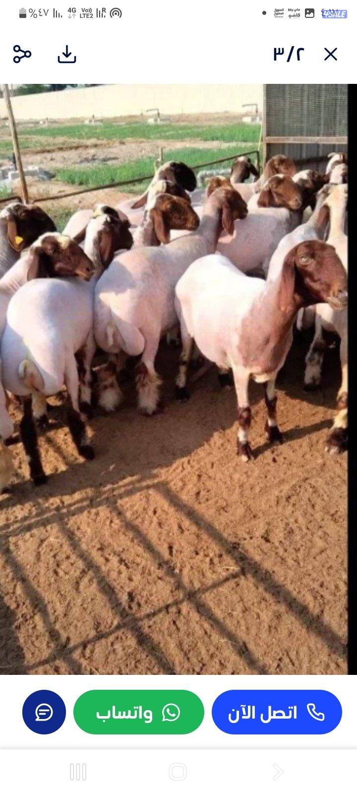 جز الاغنام والماعز جميع مناطق الكويت1