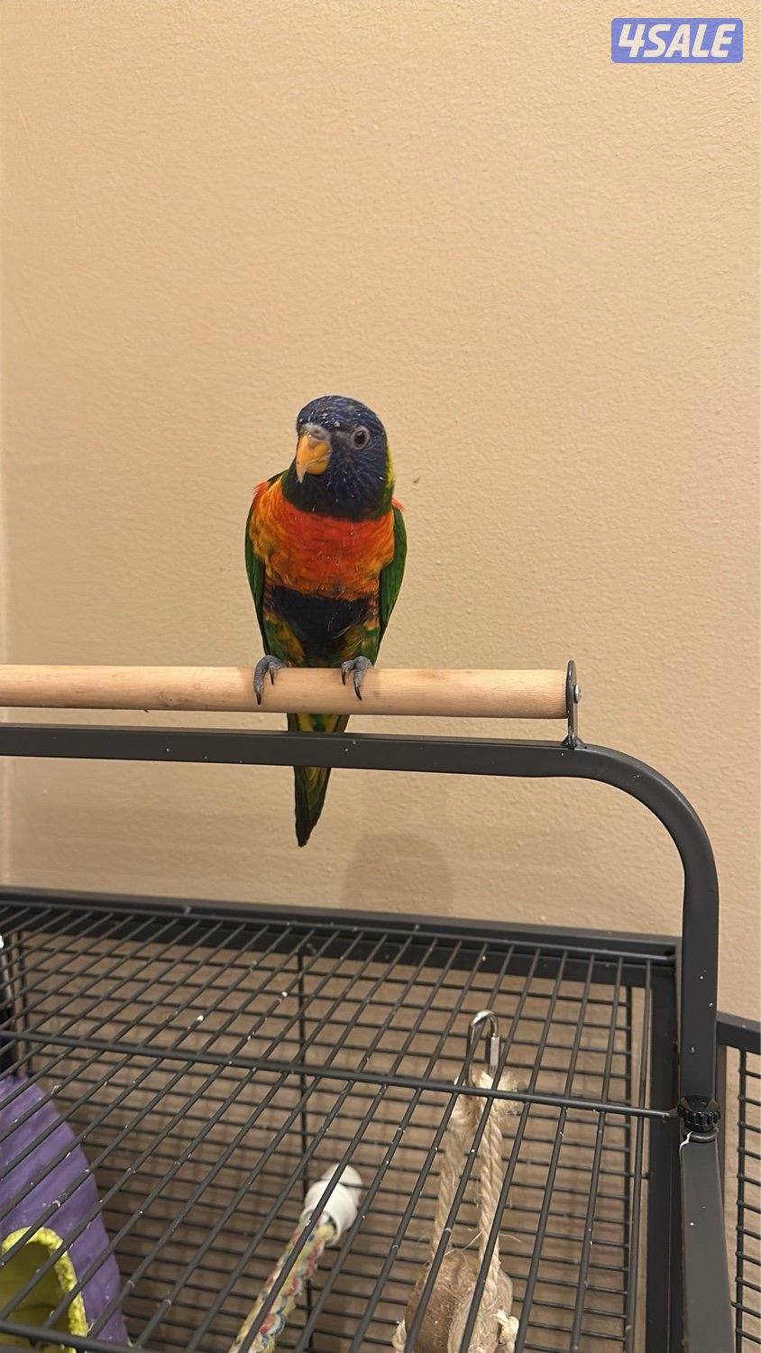 نوع الطير لوري ربوه قليل الكلام يتكلم بسرعه كثير العب يجي مع كل اعراضه0