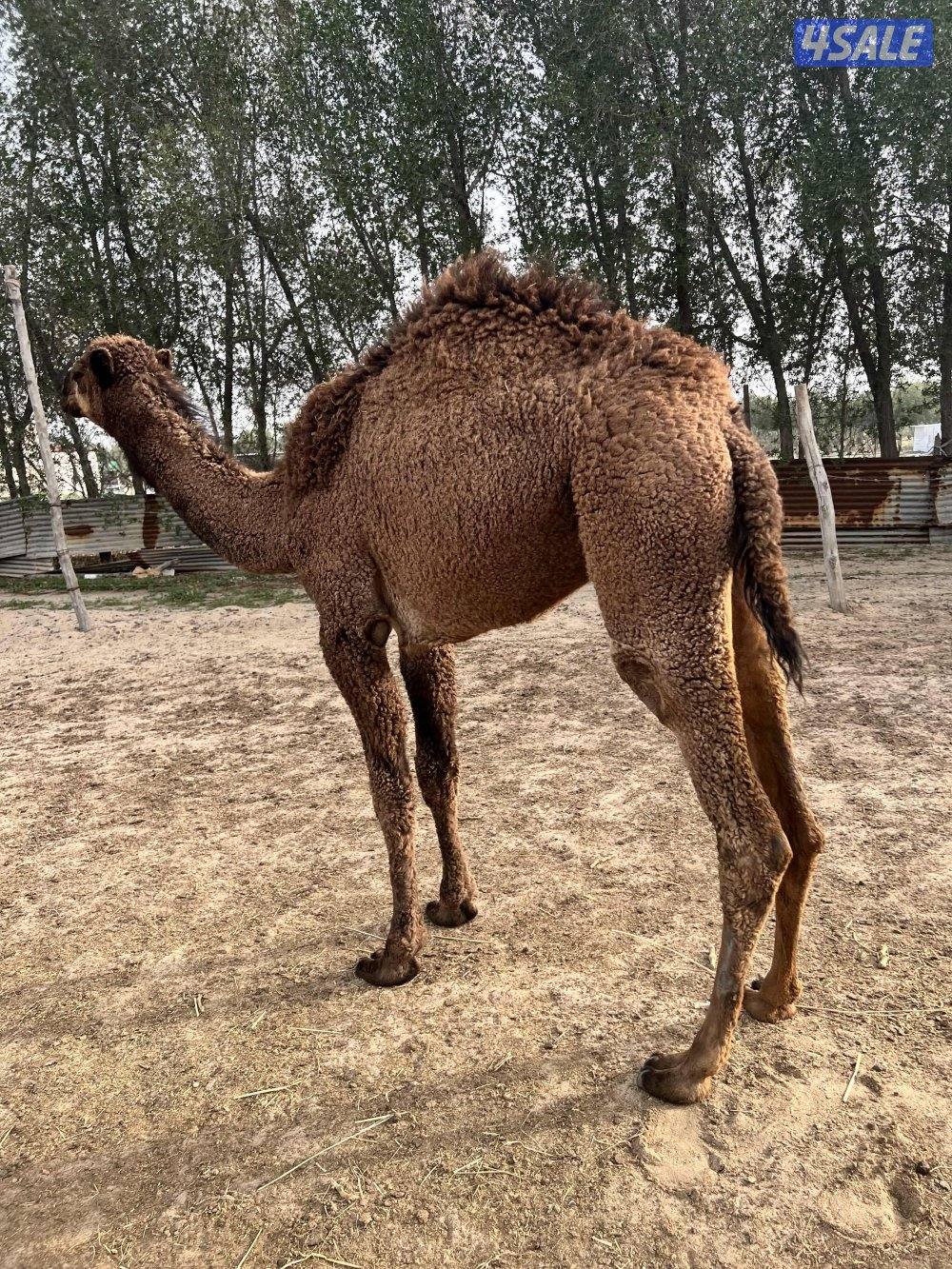 مفروده صفره0