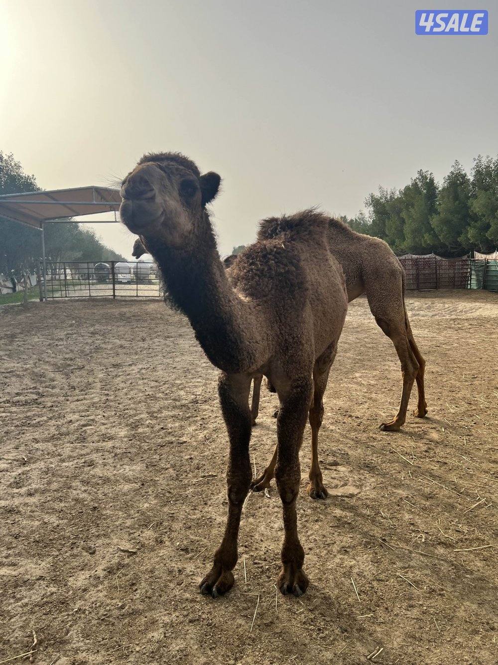 مفروده صفره1