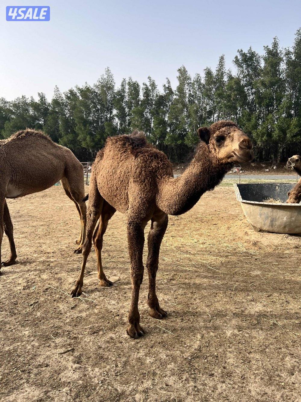 مفروده صفره2