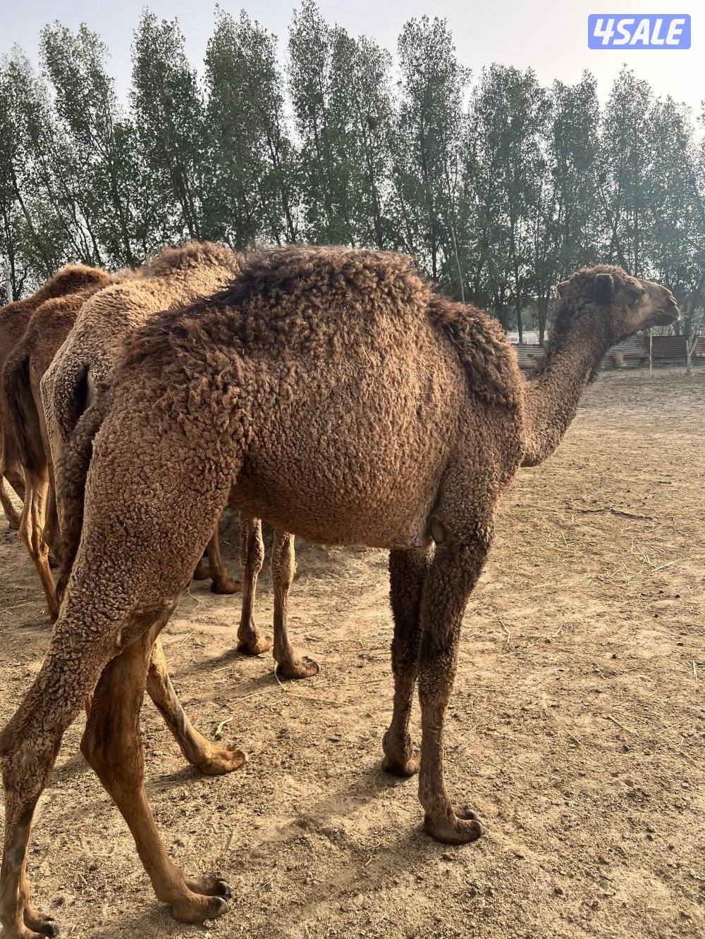 مفروده صفره3