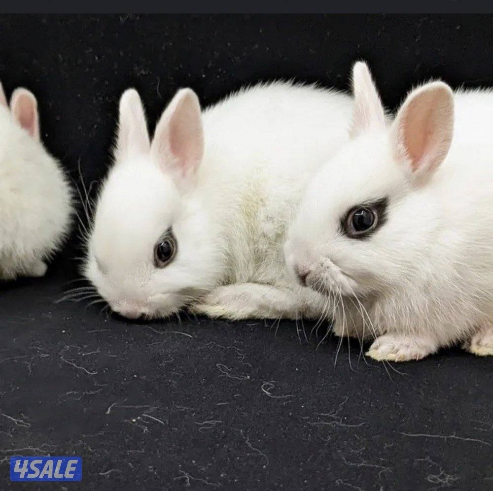 للبيع ارانب0