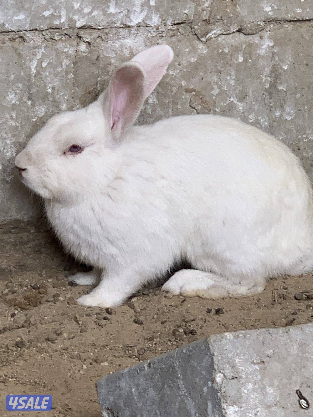 للبيع ارانب2
