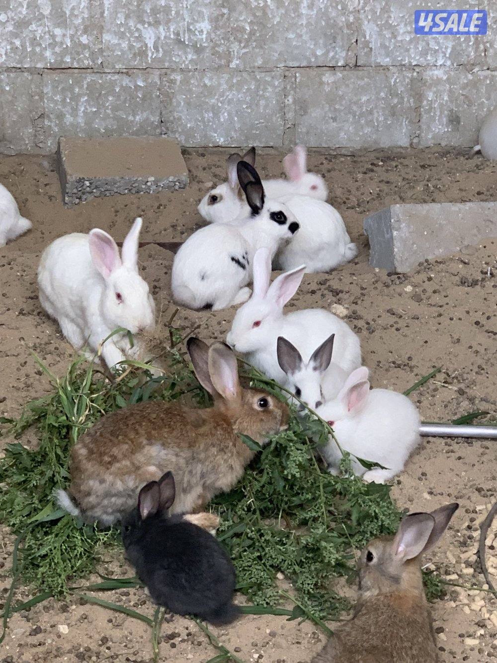 للبيع ارانب3