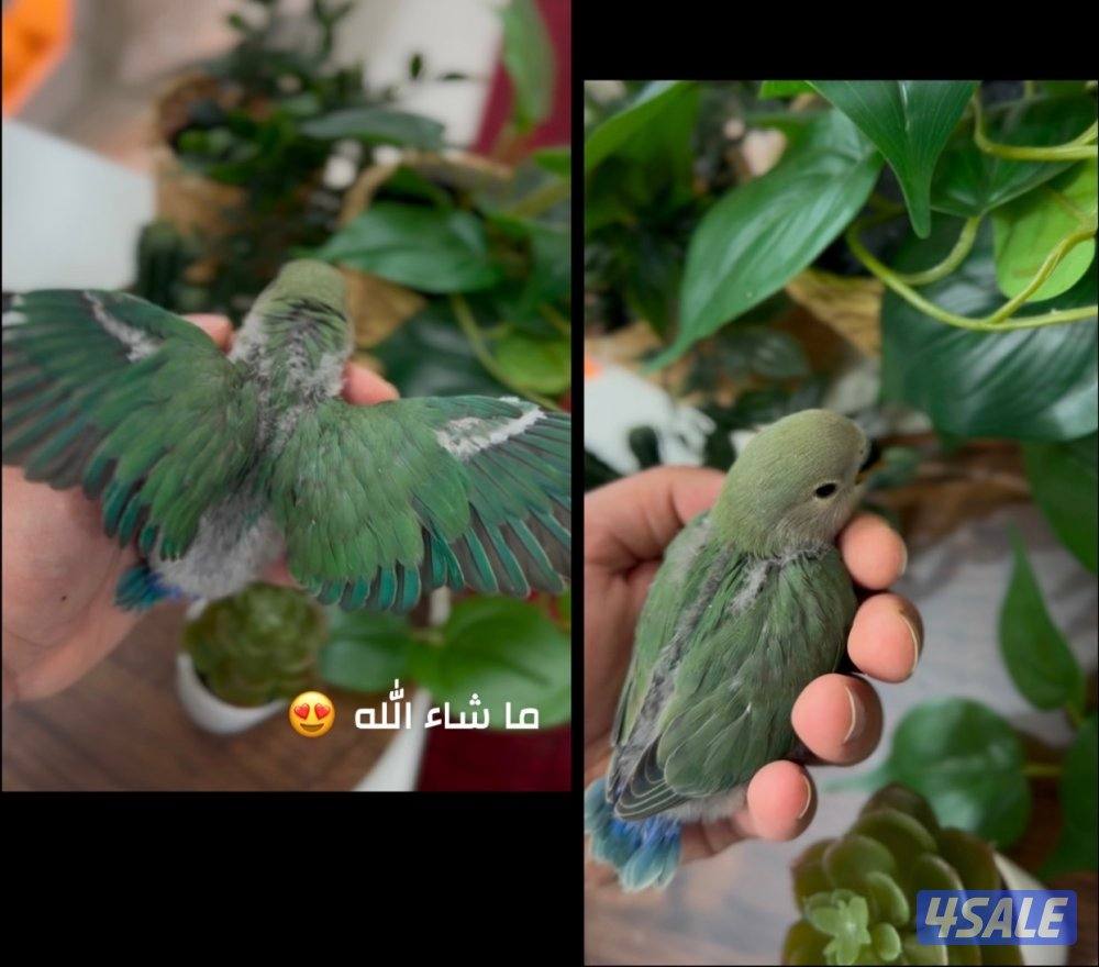 متوفر اخر ثلاث فروخ لوفبيرد للبيع 🐥0