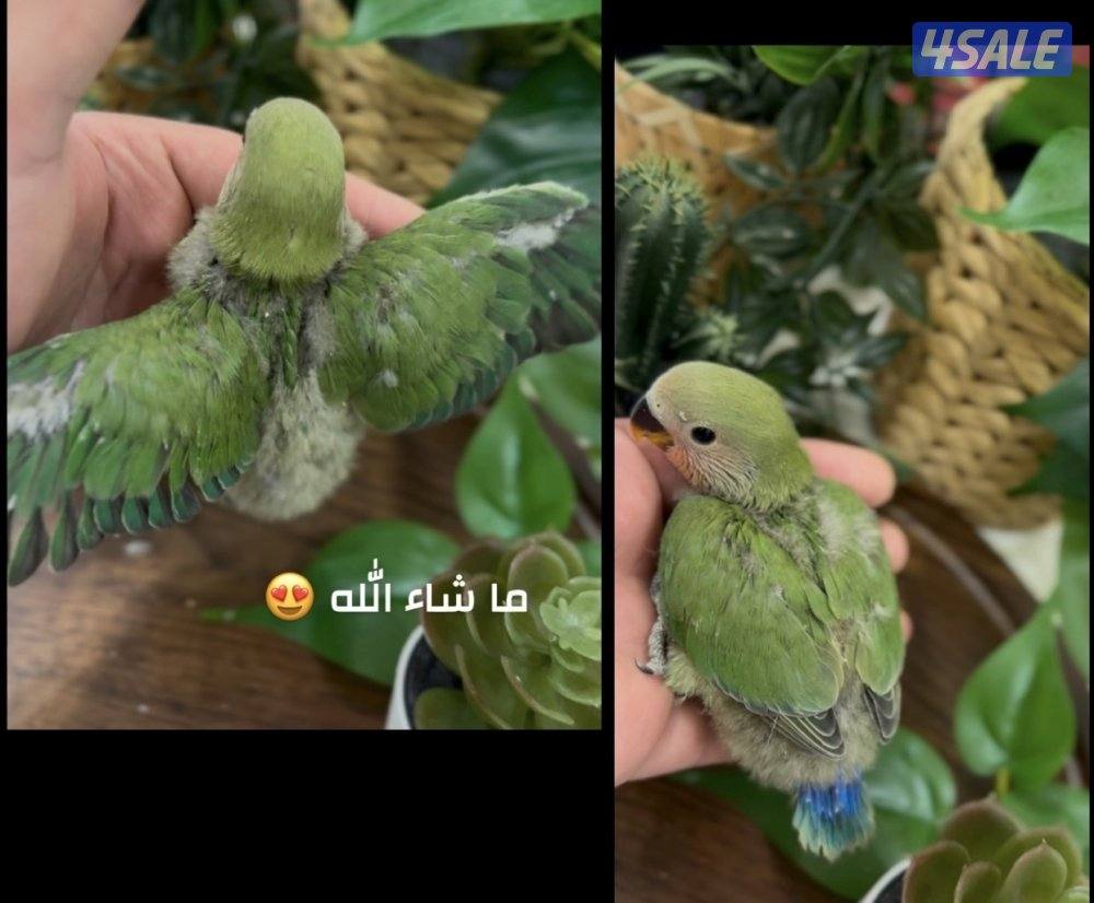 متوفر اخر ثلاث فروخ لوفبيرد للبيع 🐥1