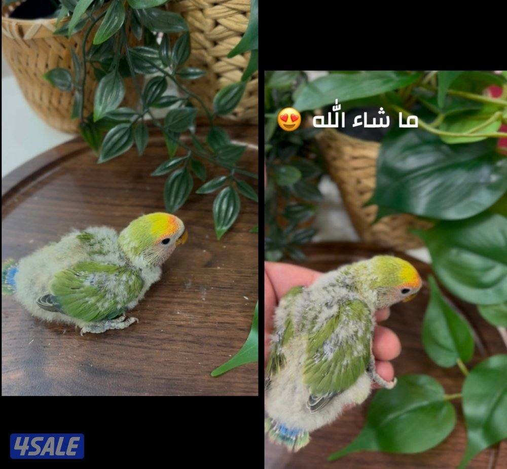 متوفر اخر ثلاث فروخ لوفبيرد للبيع 🐥2