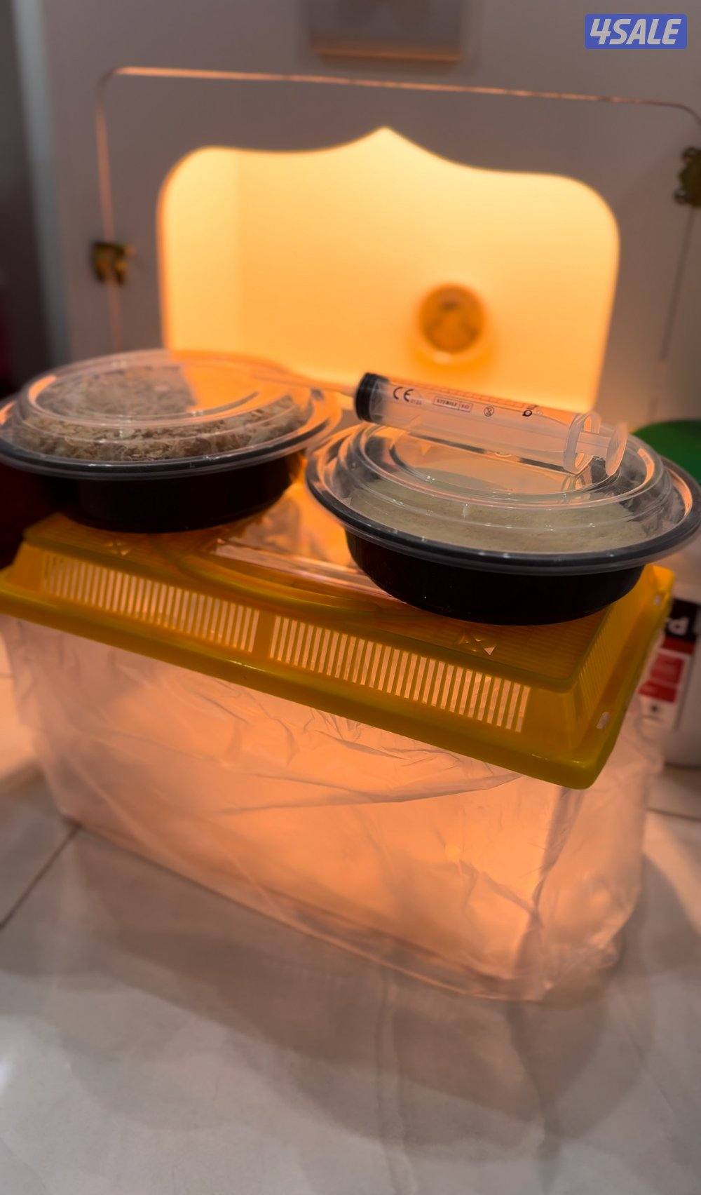 متوفر اخر ثلاث فروخ لوفبيرد للبيع 🐥3