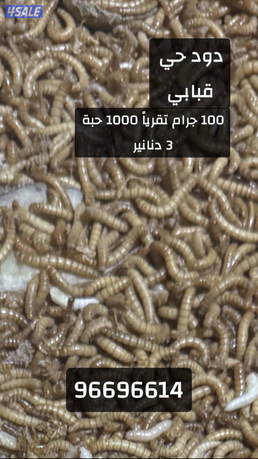 دود حي - قبابي0