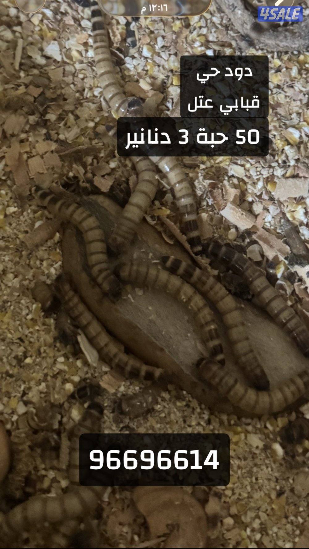 دود حي - قبابي1