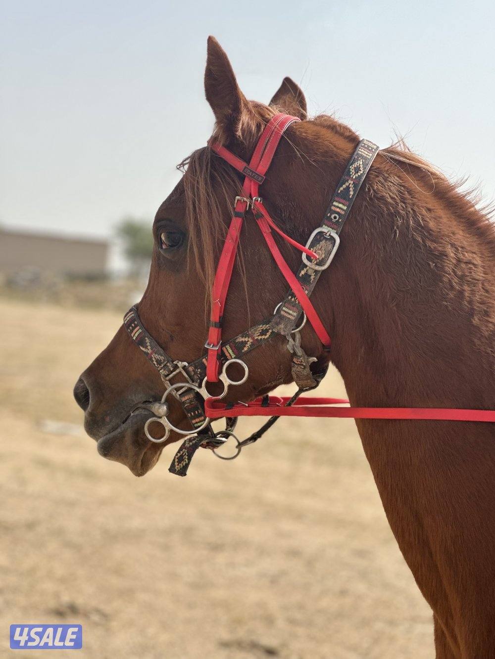 ‏للبيع حصان بولش0