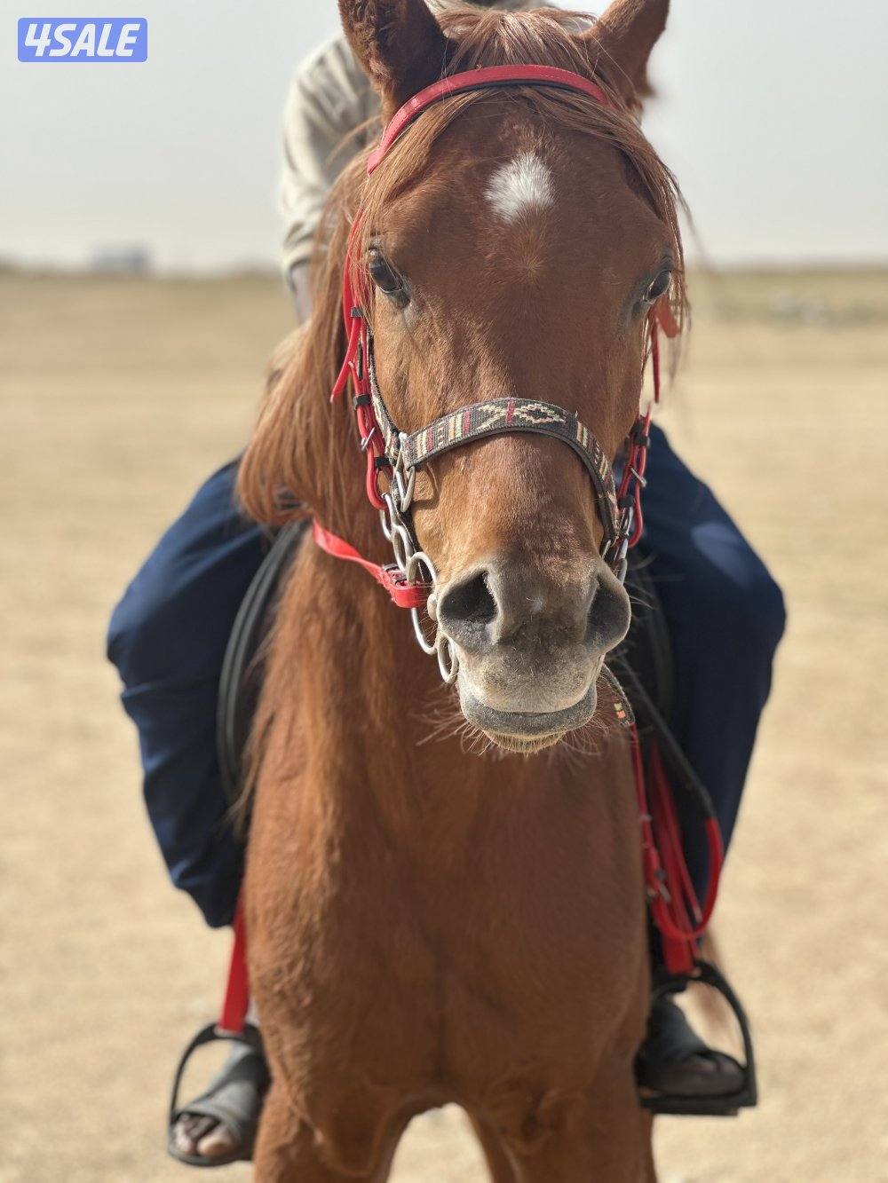 ‏للبيع حصان بولش1