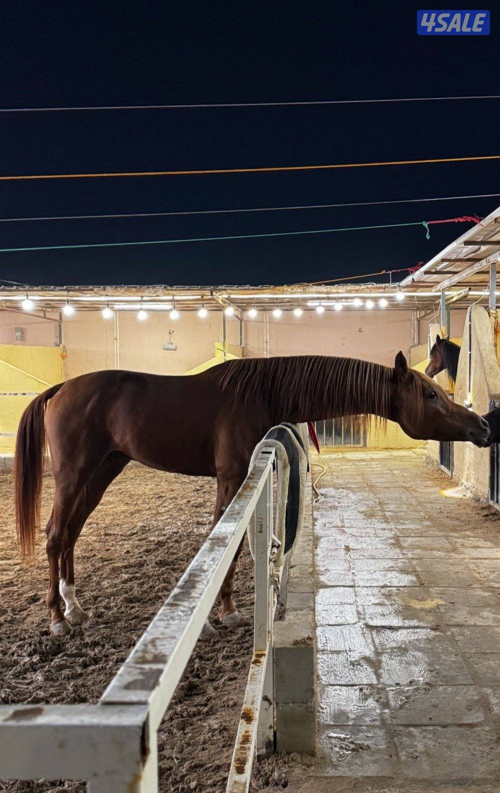 ‏للبيع حصان بولش2