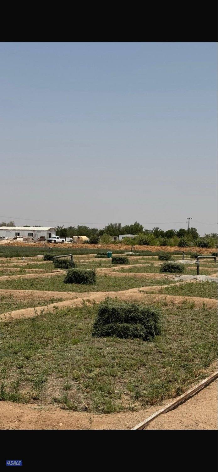 برسيم انتاج العبدلي نوفر خدمه التوصيل1