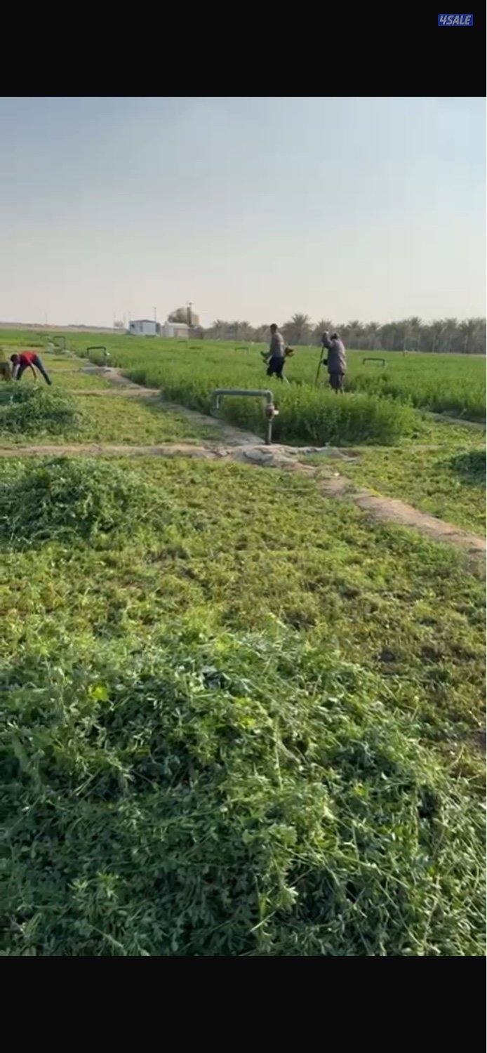 برسيم انتاج العبدلي نوفر خدمه التوصيل0