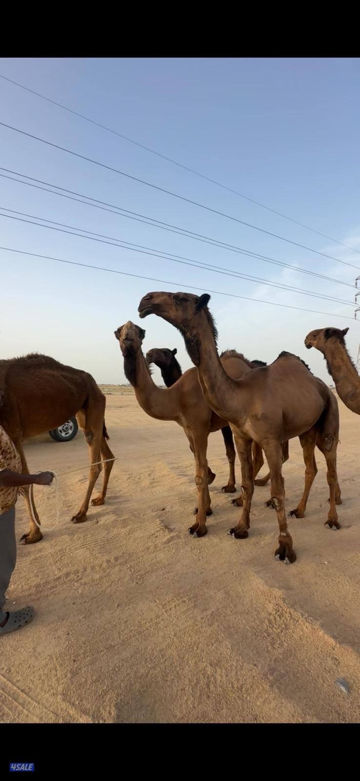 أربع بكار صفر 2 معاشير0