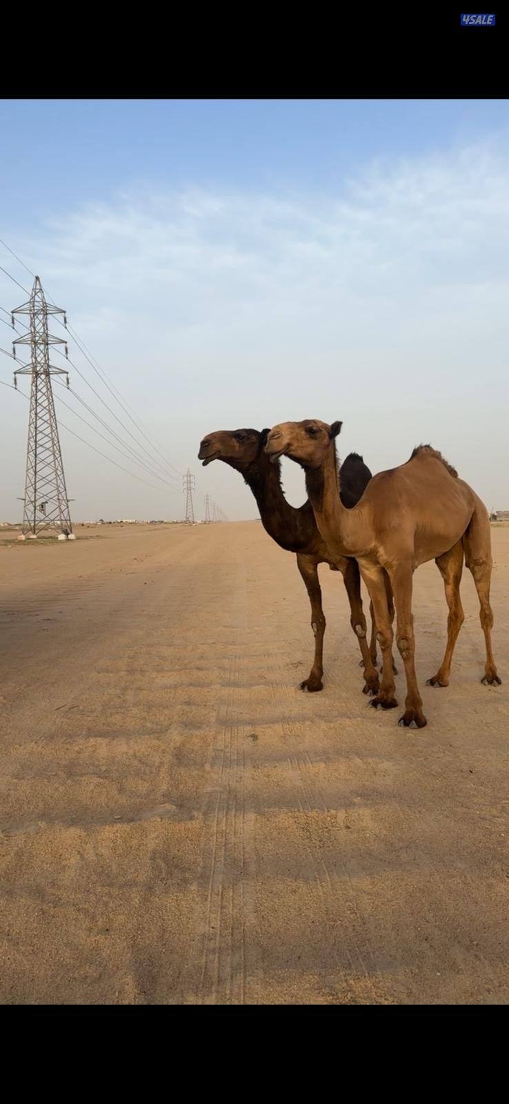 أربع بكار صفر 2 معاشير1