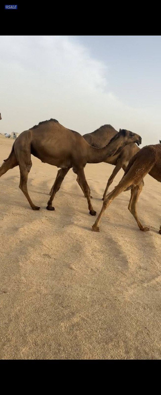 أربع بكار صفر 2 معاشير2