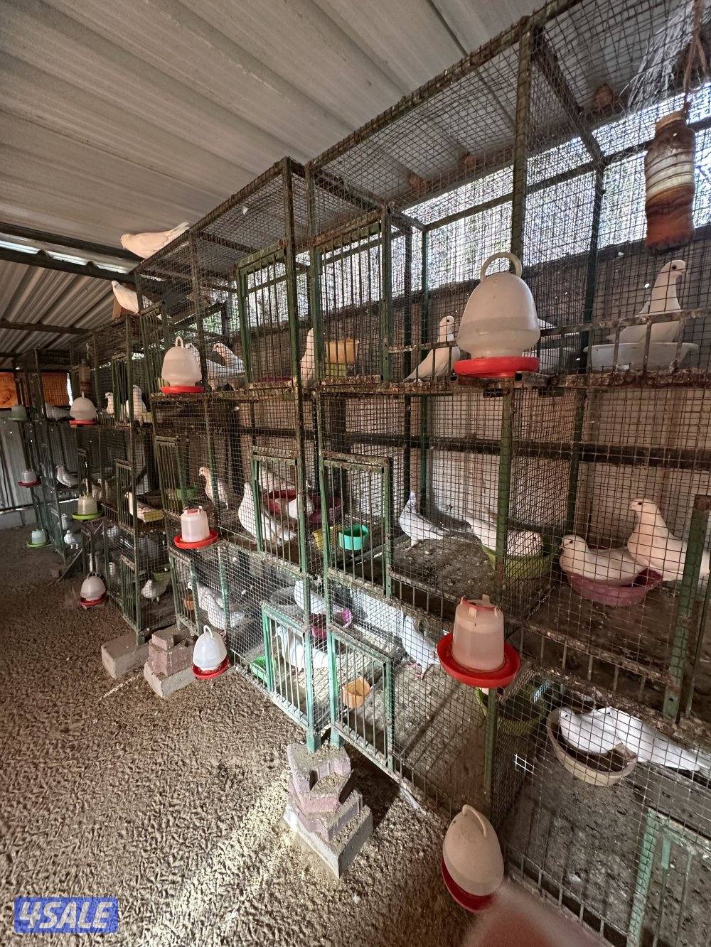 البيع على جمع الحمام لاحم  منتج العدد تقريباً 50 زوج من دون الخانات0