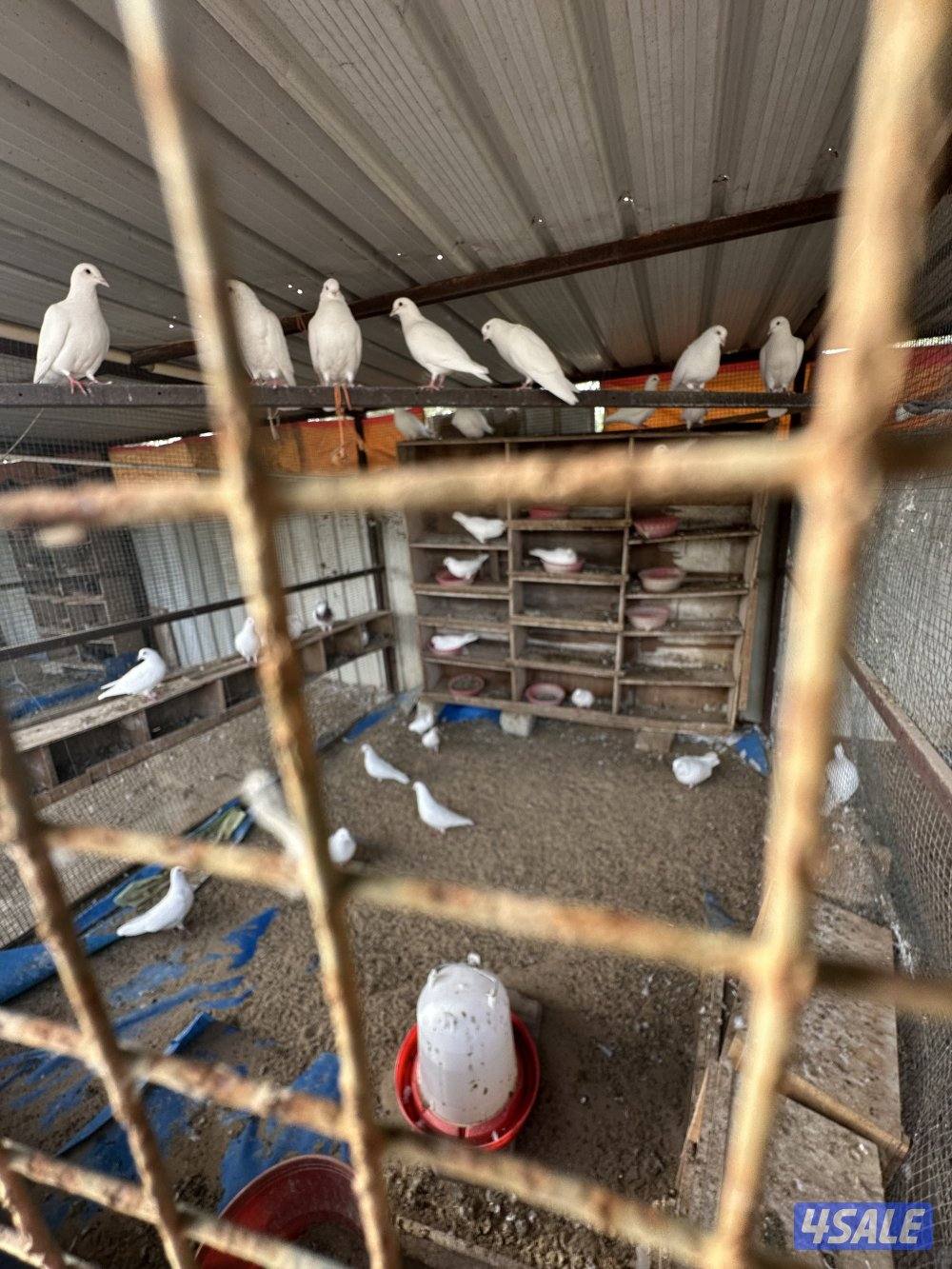 البيع على جمع الحمام لاحم  منتج العدد تقريباً 50 زوج من دون الخانات2