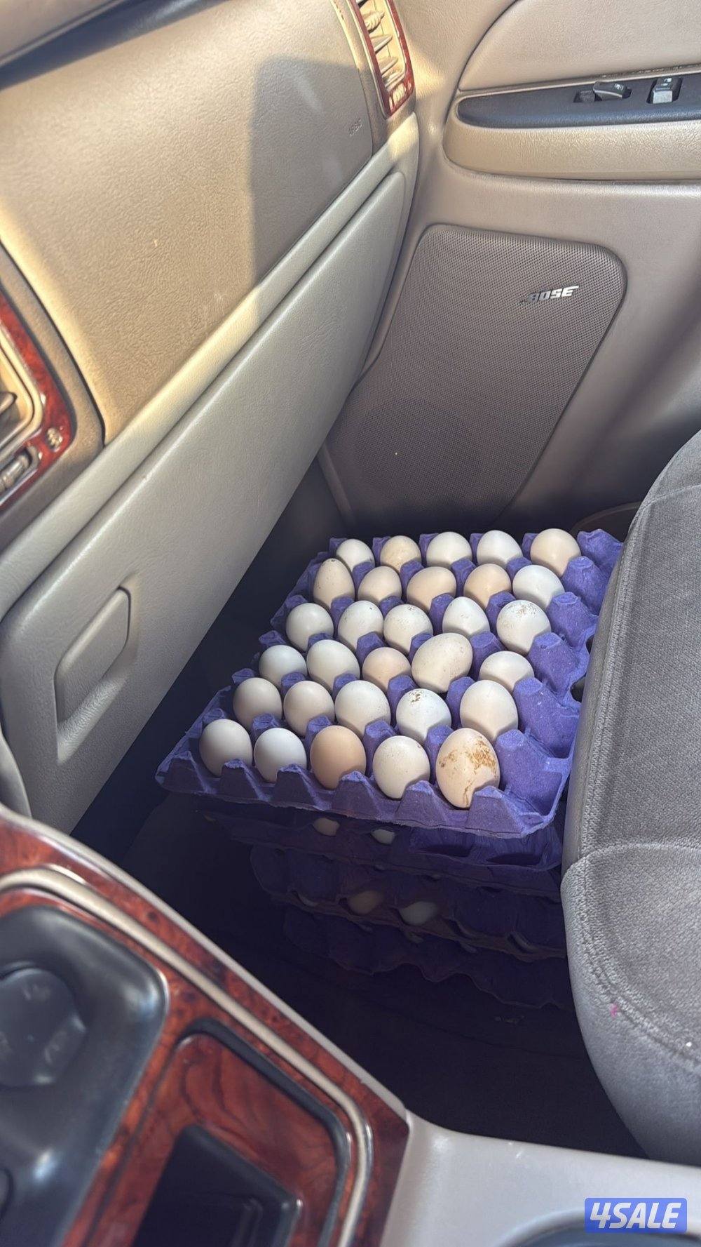 🐣للبيع بيض عربي تجميع يومي فرش للأكل والتفقيس أعلاف طبيعيه 🐣0