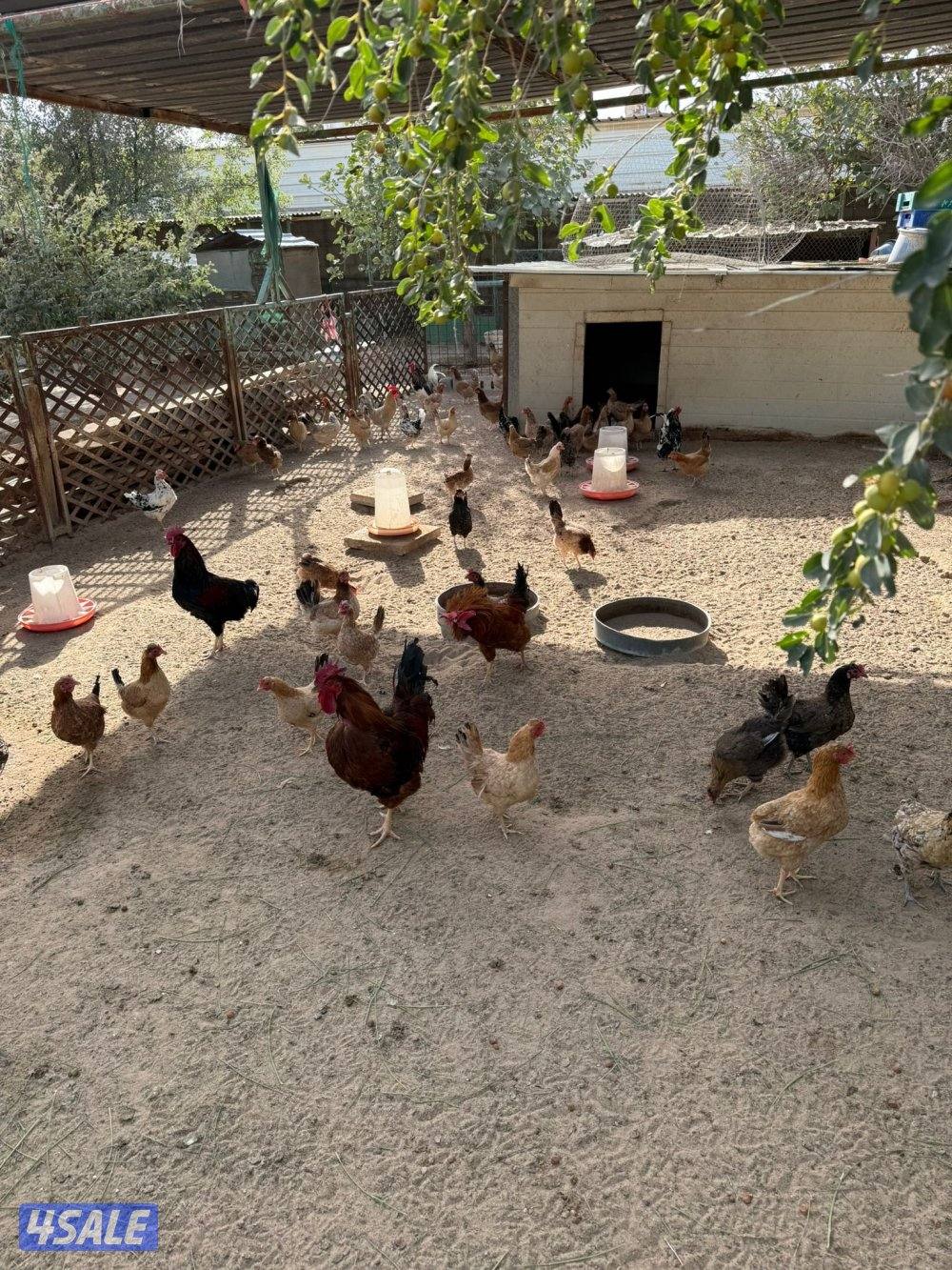 🐣للبيع بيض عربي تجميع يومي فرش للأكل والتفقيس أعلاف طبيعيه 🐣1