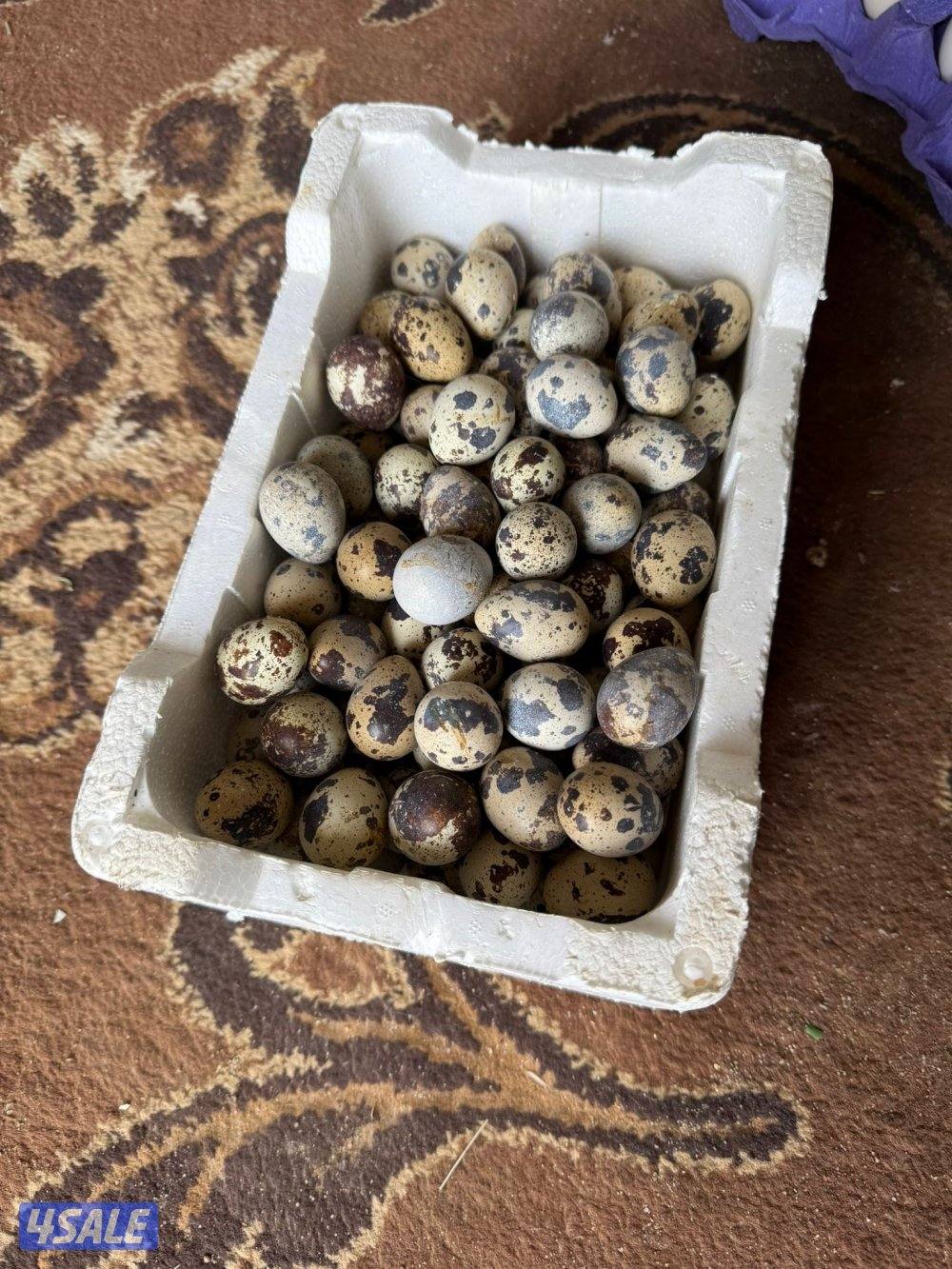 🐣للبيع بيض عربي تجميع يومي فرش للأكل والتفقيس أعلاف طبيعيه 🐣2