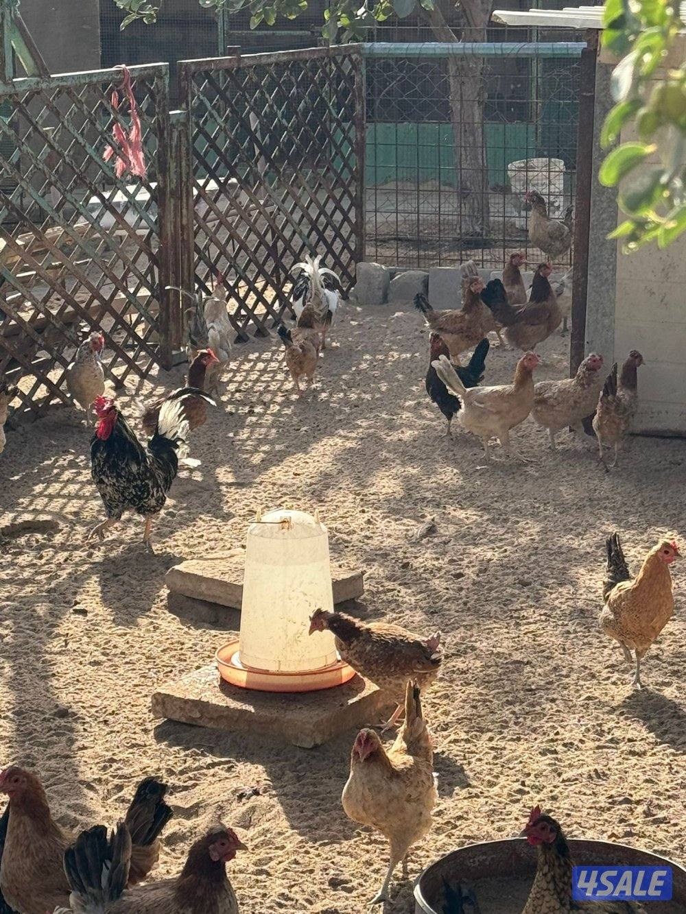 🐣للبيع بيض عربي تجميع يومي فرش للأكل والتفقيس أعلاف طبيعيه 🐣4