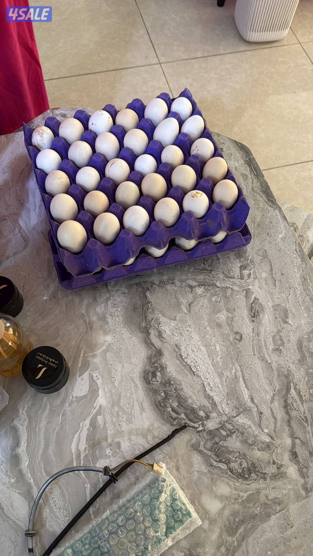 🐣للبيع بيض عربي تجميع يومي فرش للأكل والتفقيس أعلاف طبيعيه 🐣5