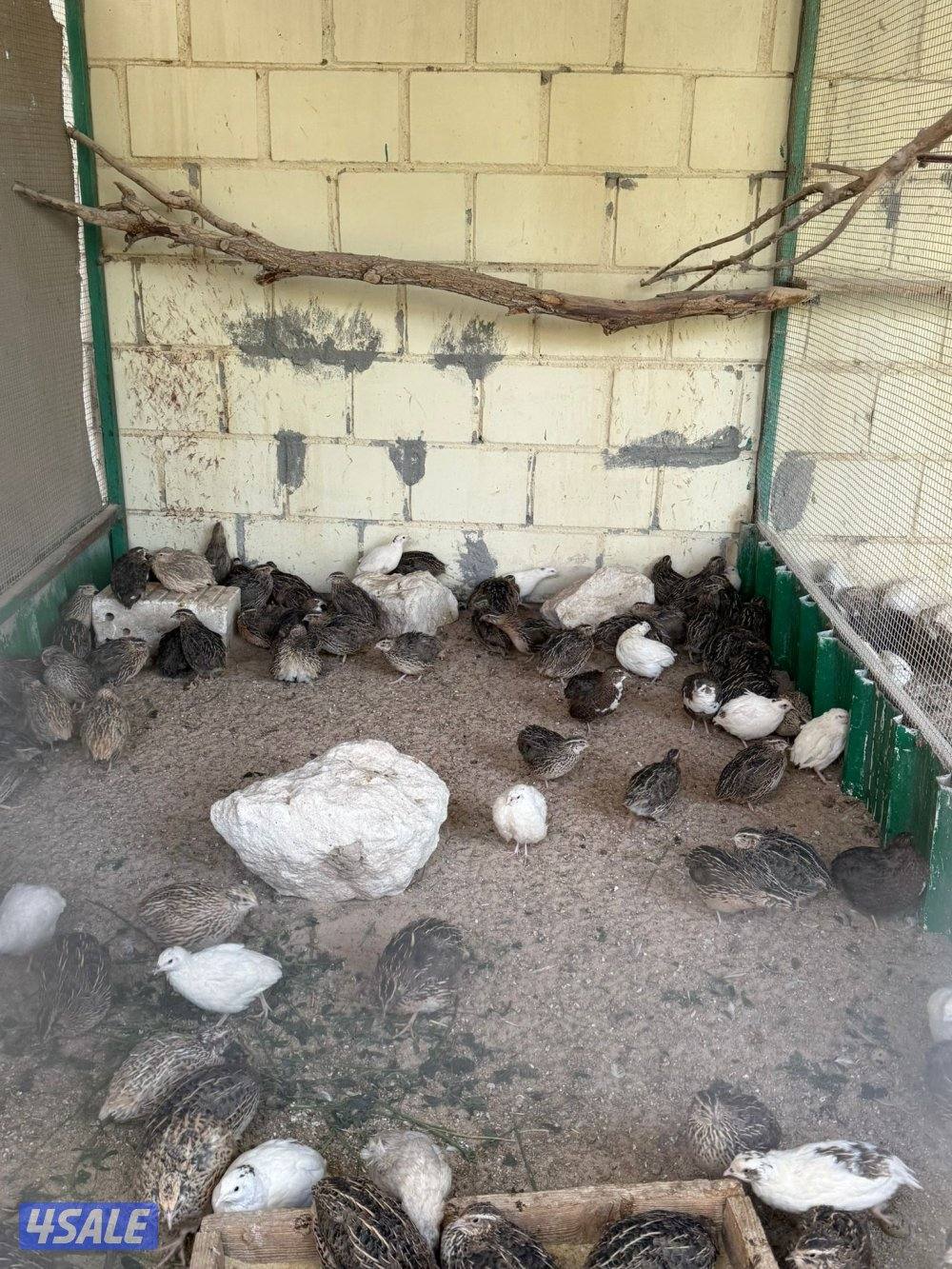 🐣للبيع بيض عربي تجميع يومي فرش للأكل والتفقيس أعلاف طبيعيه 🐣6