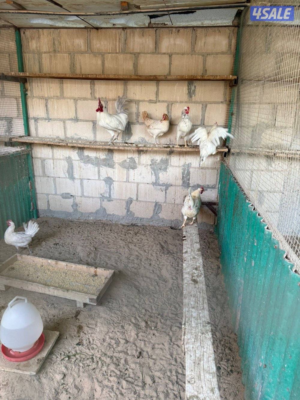 🐣للبيع بيض عربي تجميع يومي فرش للأكل والتفقيس أعلاف طبيعيه 🐣7