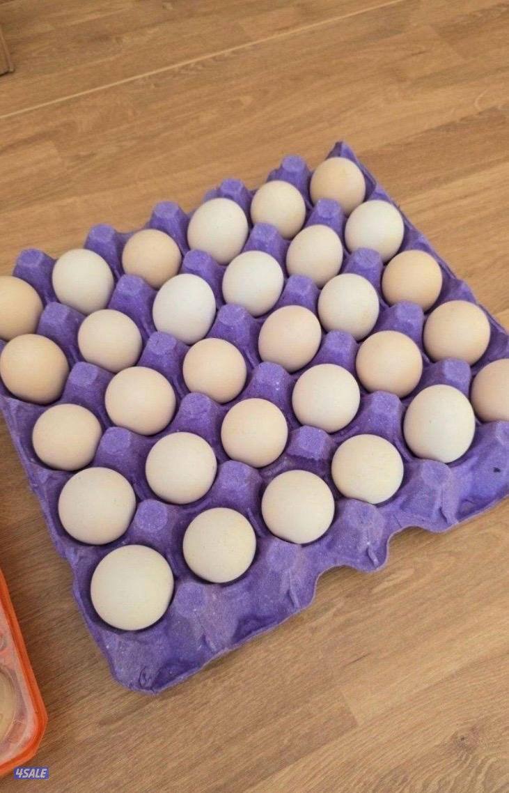 🐣للبيع بيض عربي تجميع يومي فرش للأكل والتفقيس أعلاف طبيعيه 🐣8