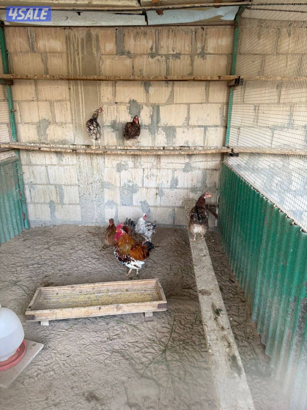 🐣للبيع بيض عربي تجميع يومي فرش للأكل والتفقيس أعلاف طبيعيه 🐣9