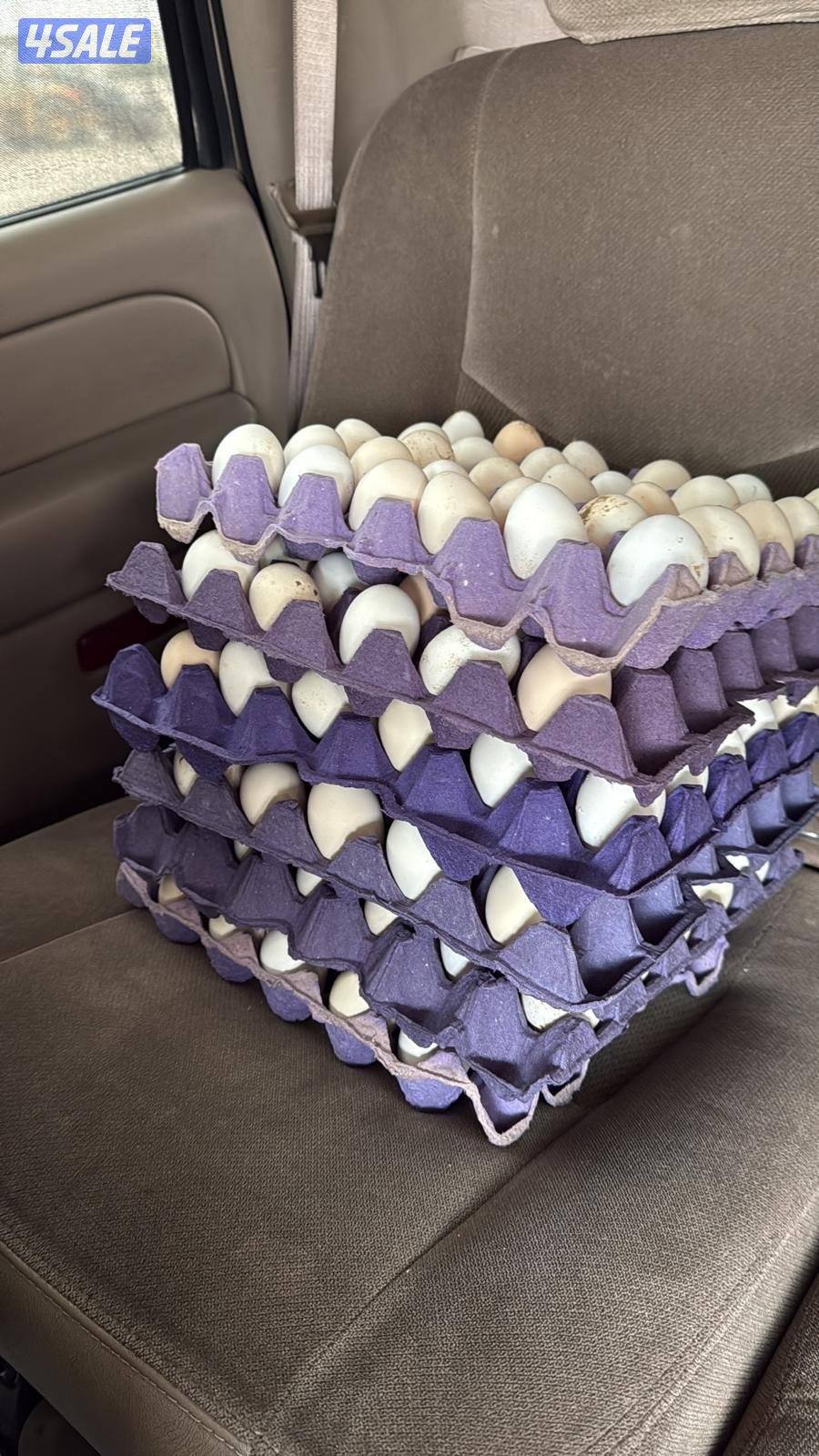 🐣للبيع بيض عربي تجميع يومي فرش للأكل والتفقيس أعلاف طبيعيه 🐣10